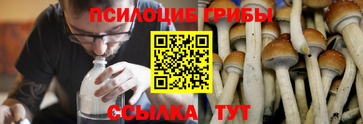 Кострома  Галлюциногенные грибы Psilocybe  Галлюциногенные грибы MAGIC MUSHROOMS  Вход с VPN 